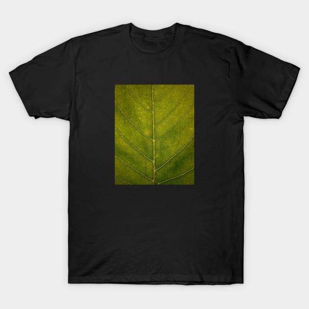 Leaf - HD Nature T-Shirt by Bumcchi